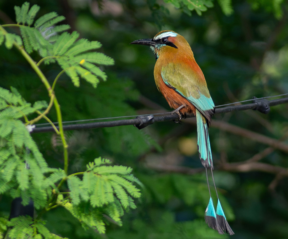 Life Within The Haciendas - Nature
