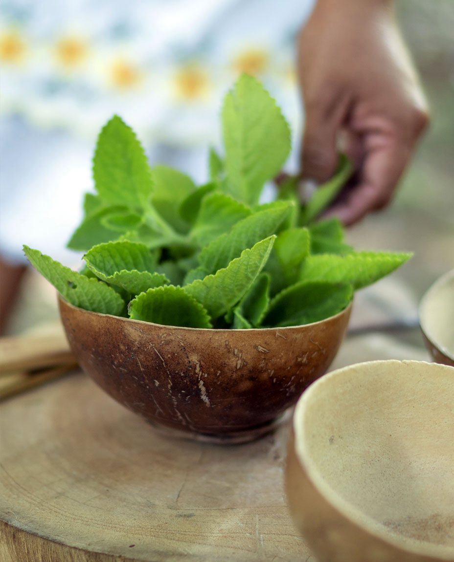 Herbal Mayan Infusions